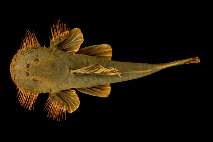 Рыба Blenny
