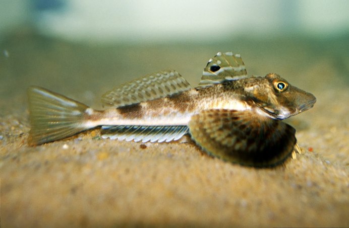 Морской петух