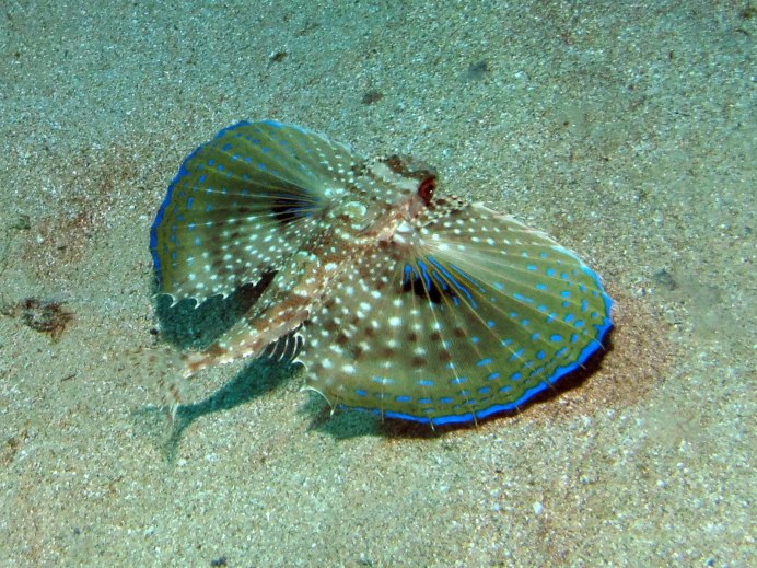 Scorpaena scrofa рыба