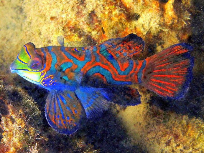 Дальневосточный морской заповедник фауна