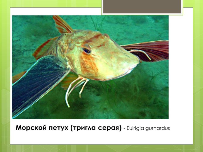 Морской петух