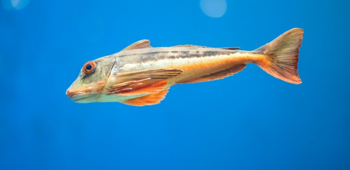 Морской петух