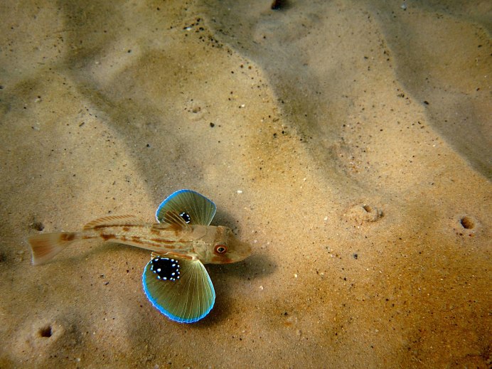 Hemipsilichthys