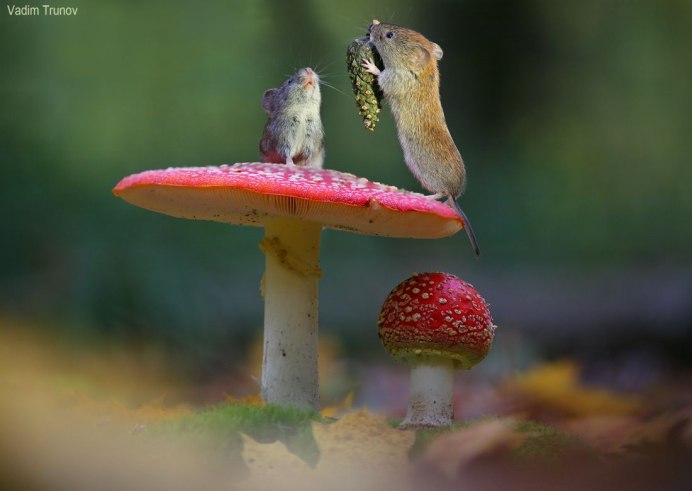Мухомор и животные