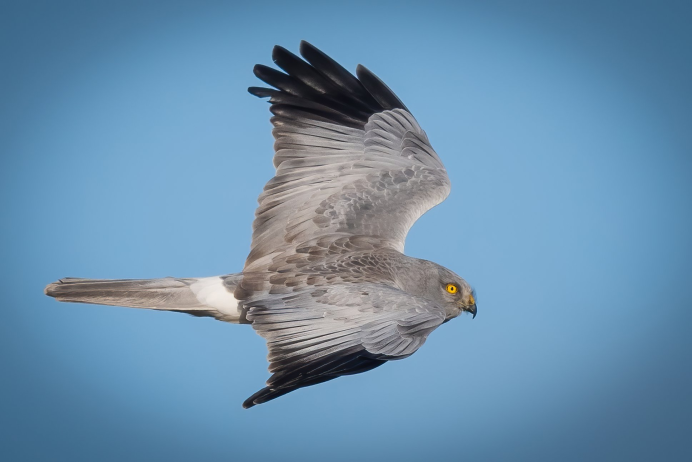 Полевой Лунь самец