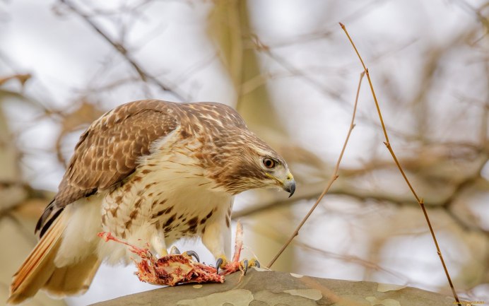 Краснохвостый Сарыч