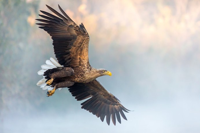 Птица Орлан белохвост