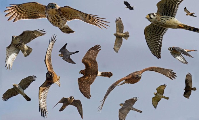 Хищные птицы Европы