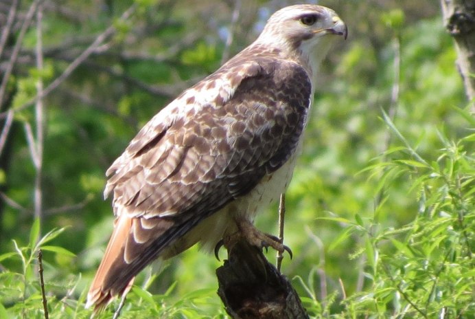 Красноплечий канюк