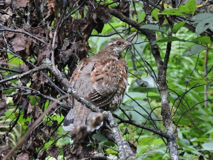 Хищные птицы Пермского края