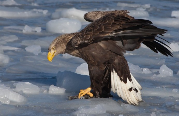 Птица Орлан белохвост