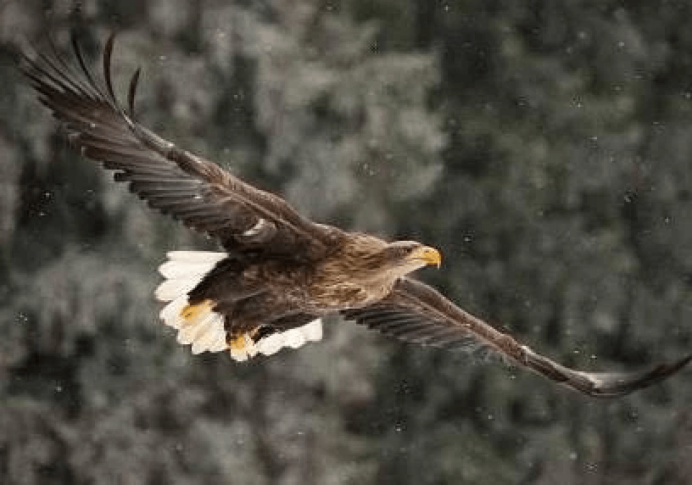 Птица Орлан белохвост