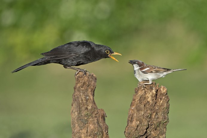 Конкуренция Дрозд