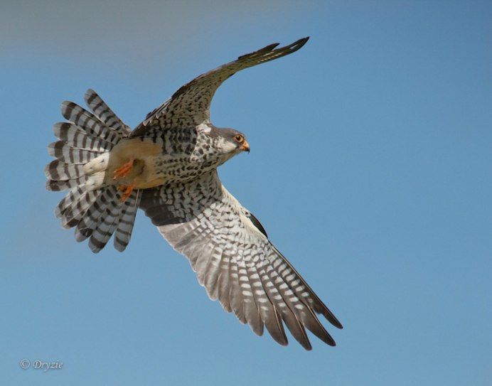 Сокол в Республике Коми