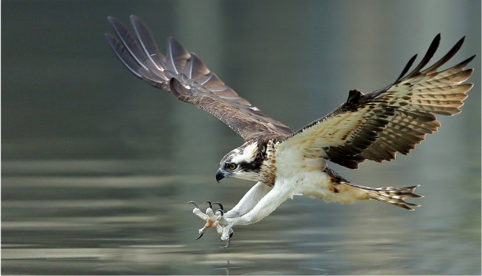 Рыболов Скопа