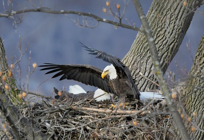 Белоплечий Орлан самка