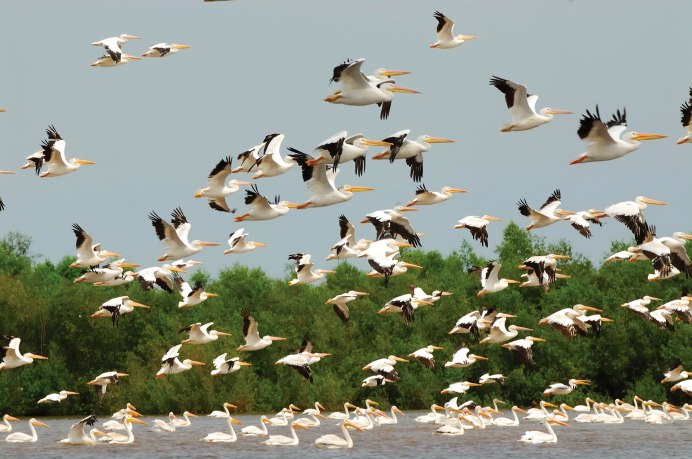 Миграция перелётных птиц