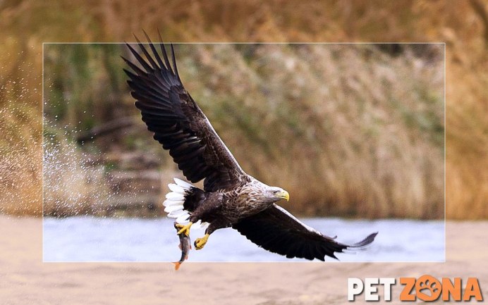 Отряд Стервятники