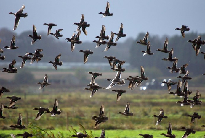 Птица олуша в России