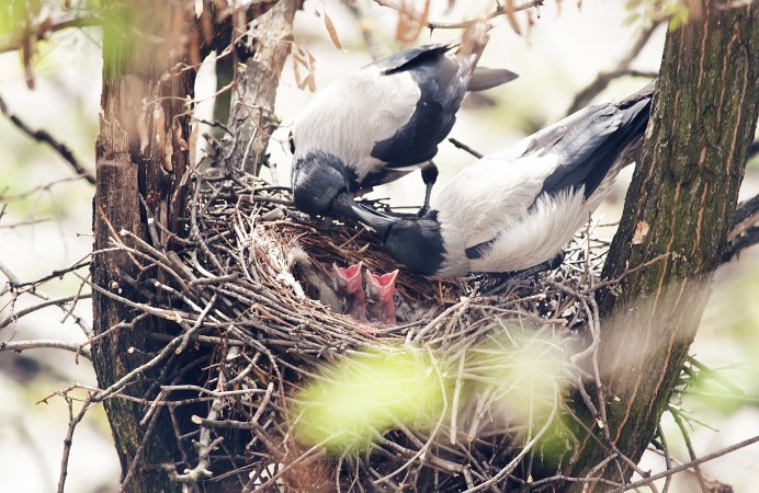Птенцы сороки в гнезде