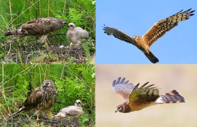 Птицы в Хакасии зимой