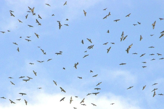 Перелетные птицы фон