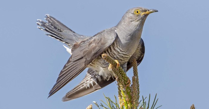 Кукушка Перелетная птица