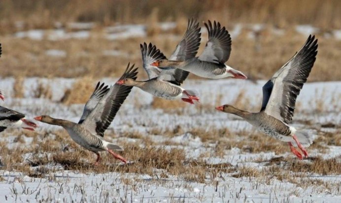 Перелетные гуси