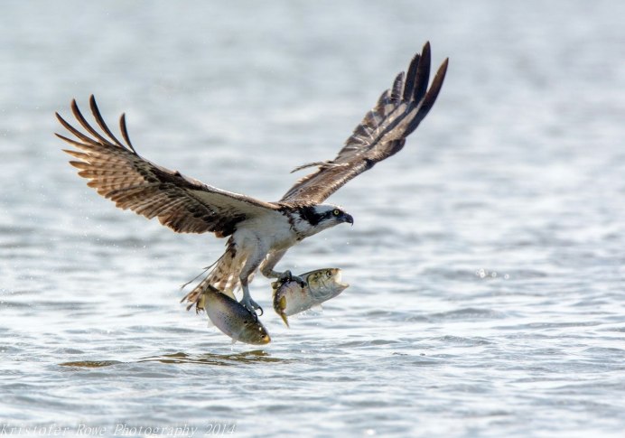 Скопа охотится