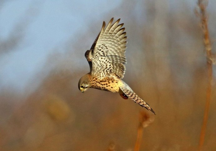 Сокол птица пустельга