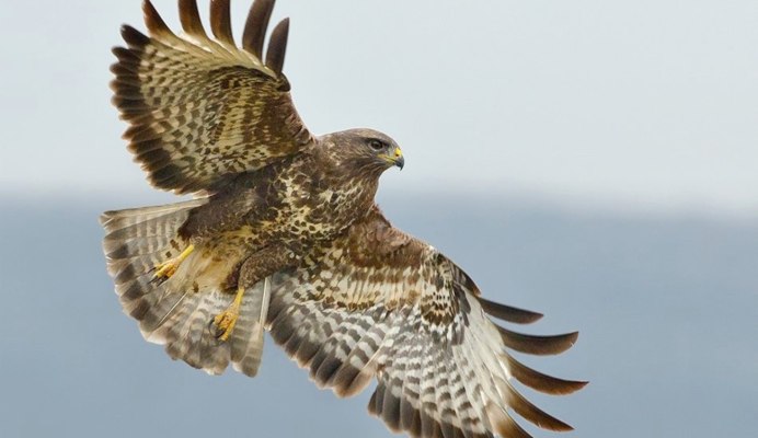 Красный ястреб тетеревятник