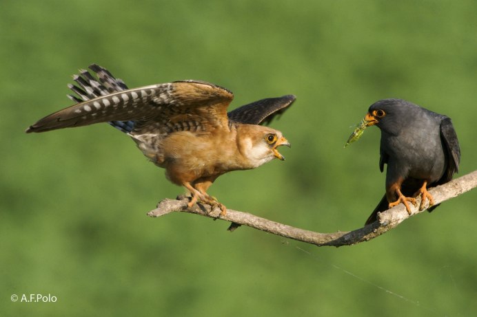 Кобчик пустельга