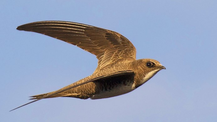 Ястреб-тетеревятник