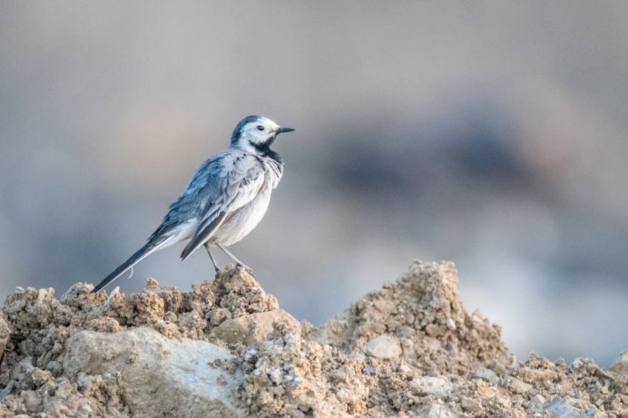 Гнездо Nest белая трясогузка Motacilla Alba