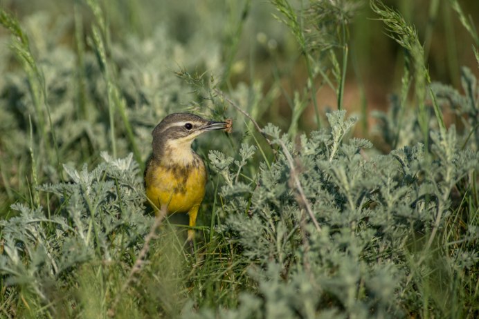 Wagtail Home_Page