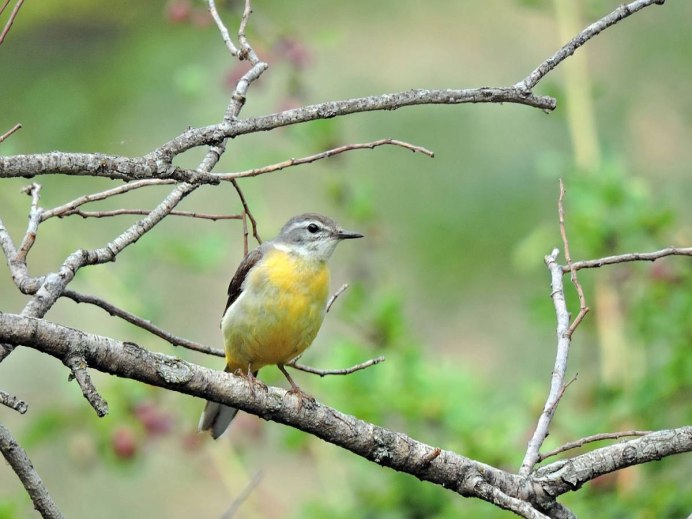 Wagtail Home_Page