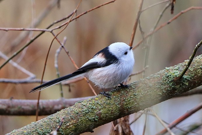 Серая мухоловка (Muscicapa striata)
