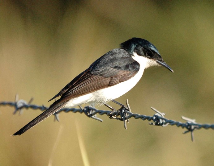 Мухоловка серая – Muscicapa striata (Pallas, 1764)