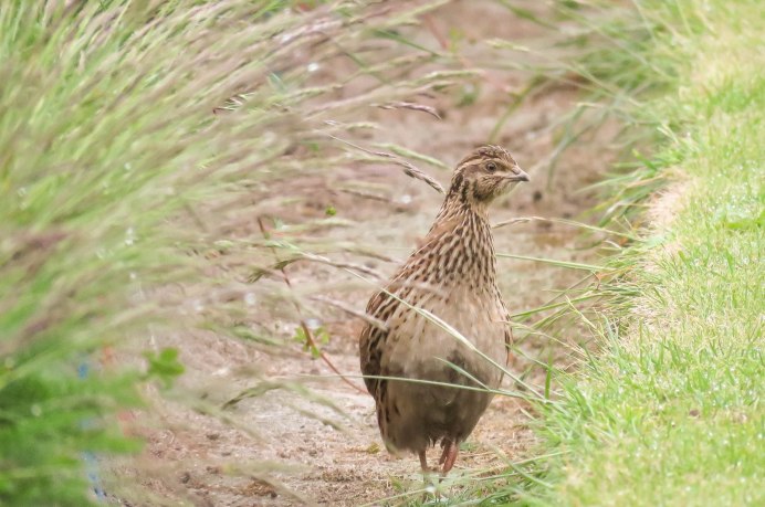 Перепел Coturnix Coturnix