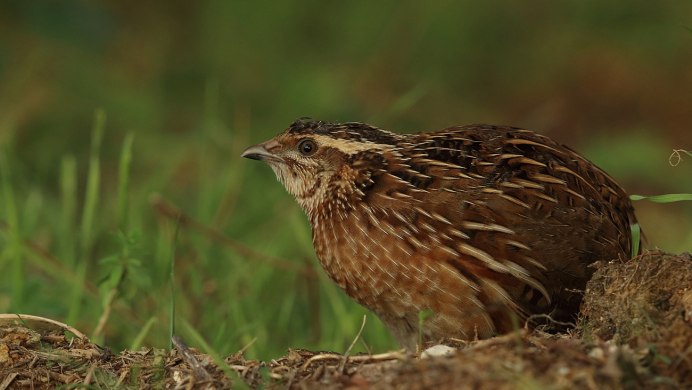 Перепел обыкновенный Coturnix Coturnix