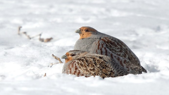 Перепел обыкновенный Coturnix Coturnix