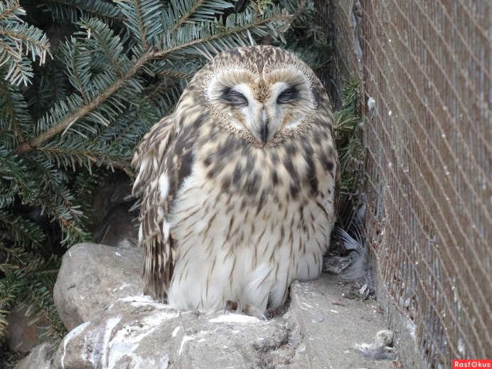 Сова Ябалак