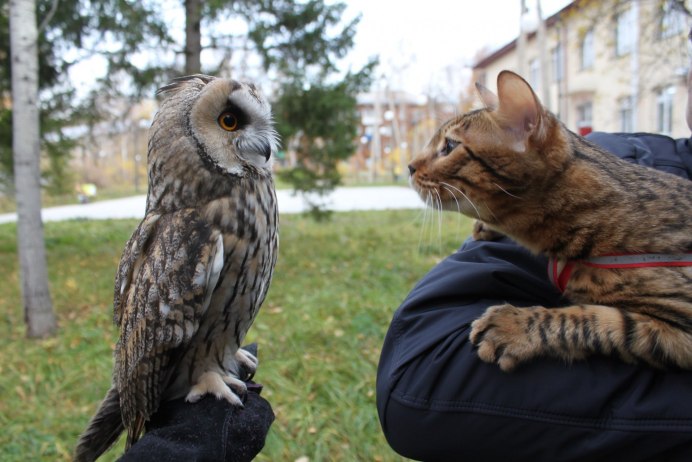Бородатая неясыть Крылья