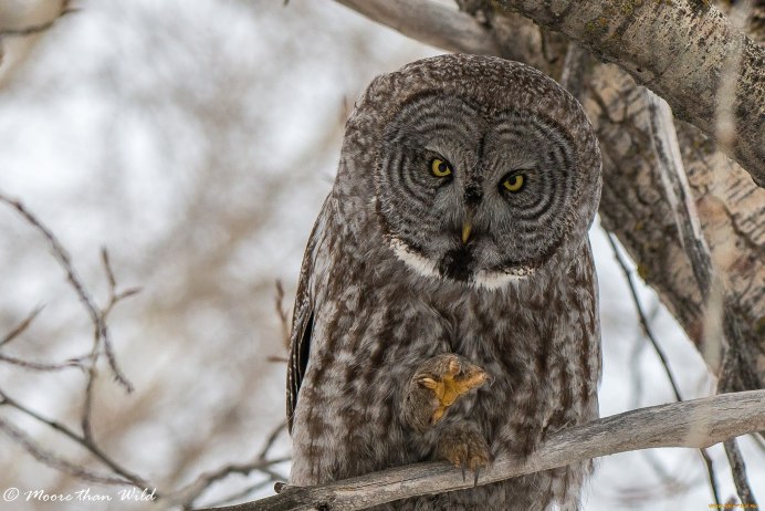 Фото Совы на рабочий стол