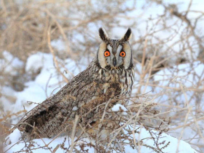 Кубинская Сова