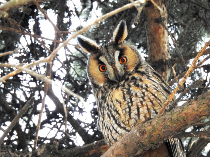 Хищные птицы Академгородка