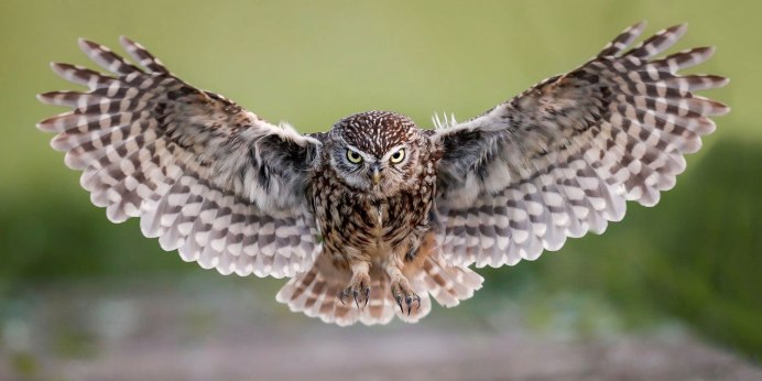 Белая Сова в Московском зоопарке