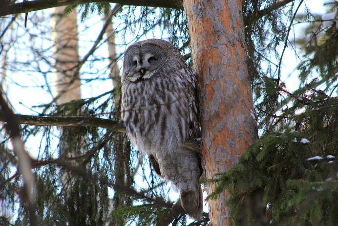 Сова неясыть птенцы