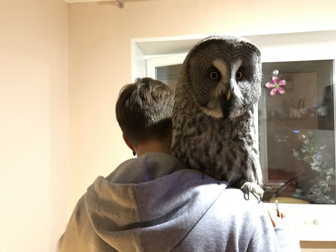 Филин на Алтае