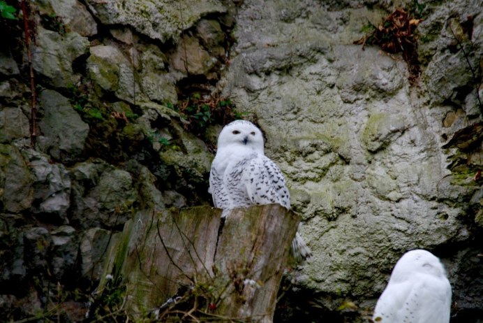 Центральноамериканская ушастая Сова